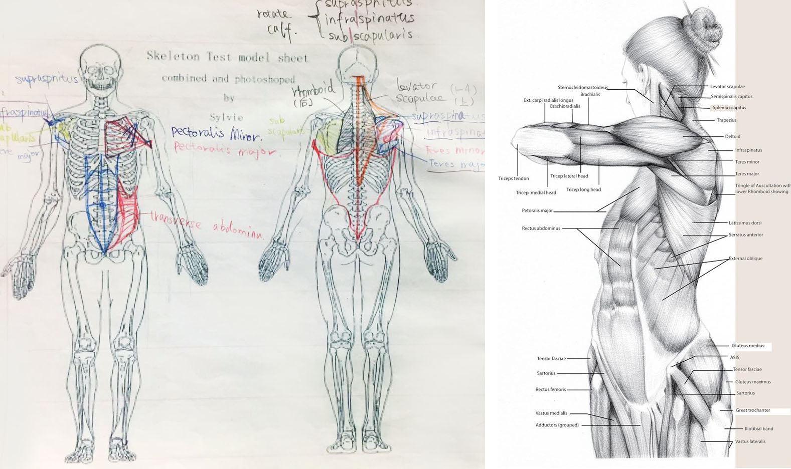 Anatomy Drawing (9/19-10/17) – LoveFunArt International Education
