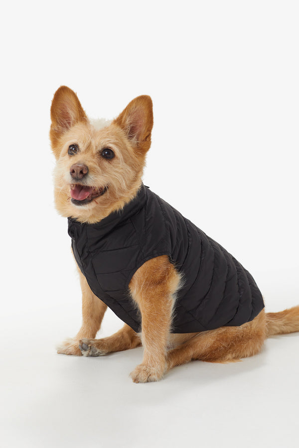 Pet Life Lightweight Adjustable Sporty Avalanche Pet Coat - Orange, Small -  Water Resistant, Polyester, Unisex - Perfect for Dogs and Cats in the Pet  Clothing department at