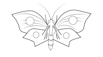 beautifly coloring pages