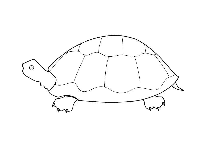 Tortoise Colouring Picture | Free Colouring Book for Children – Monkey ...