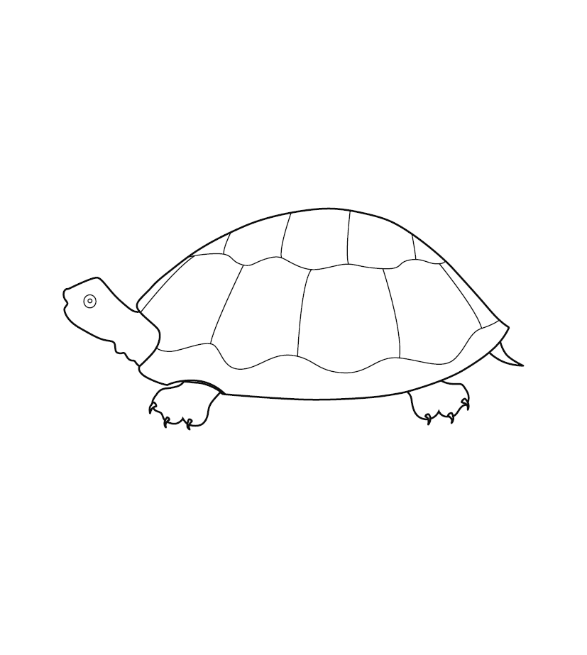 TORTOISE / SEA TURTLE COLOURING PICTURE | Free Colouring Book for Chil ...