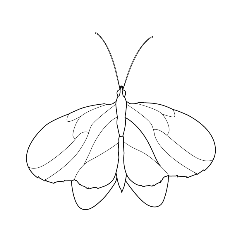 Free Printable Butterfly Colouring Picture for Kids