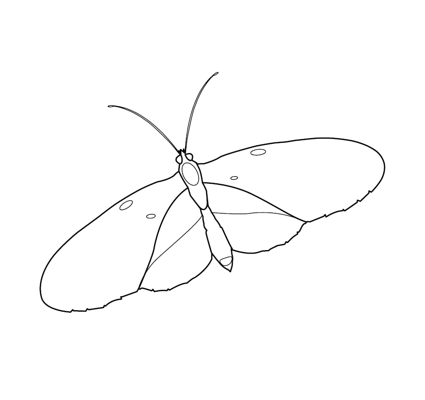 Butterfly Colouring Image