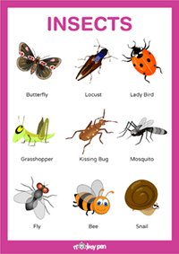 Insects Poster for Kids
