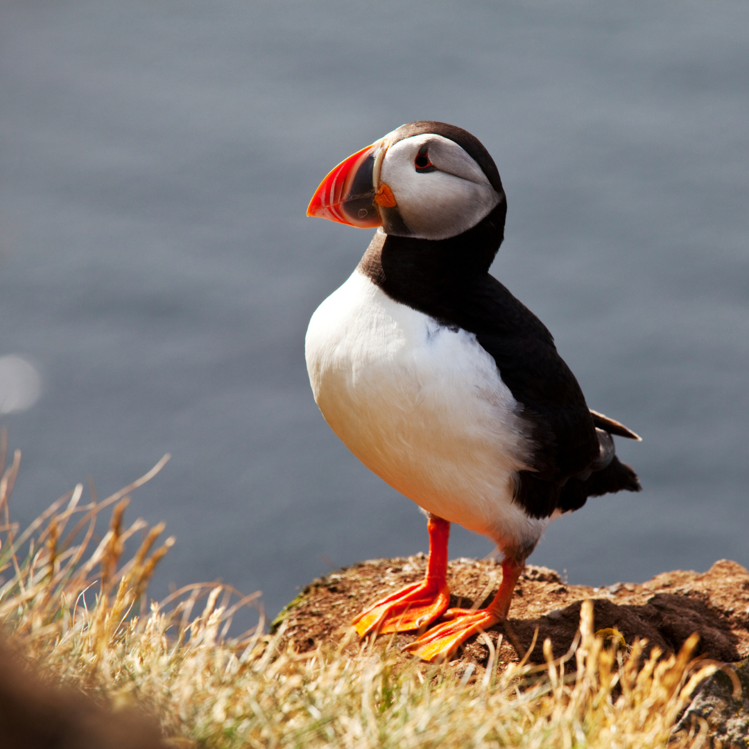 Puffin