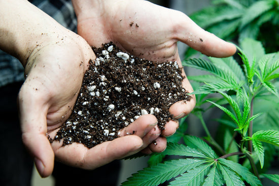 Best Soil for Growing Cannabis in 2023 - Happy Hydro
