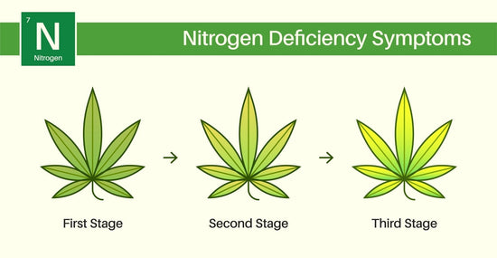 Fix Nitrogen Deficiency in Weed: Symptoms and Treatment - Happy Hydro