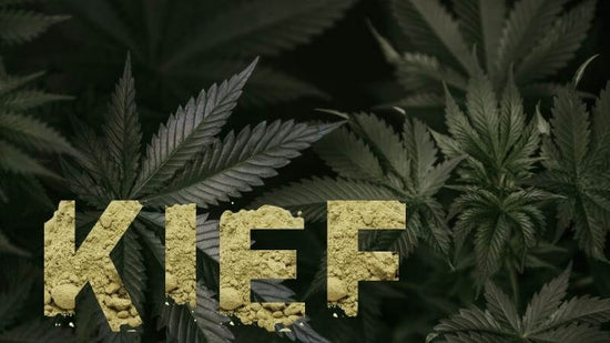 Kief — Everything You Need To Know About Cannabis Kief – QuitNet