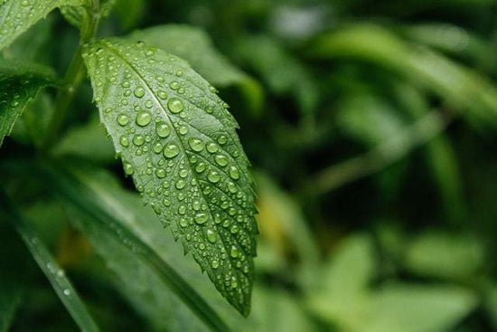 The Perils of Over and Under Watering Cannabis - Happy Hydro