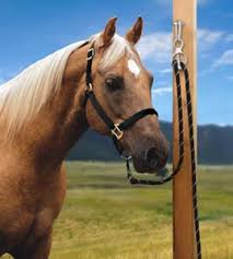 Horse tied with a Blocker Tie Ring