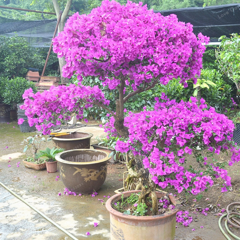 Bougainvillea Glabra (Formosa)- Flowering shurbs – Exotic Flora