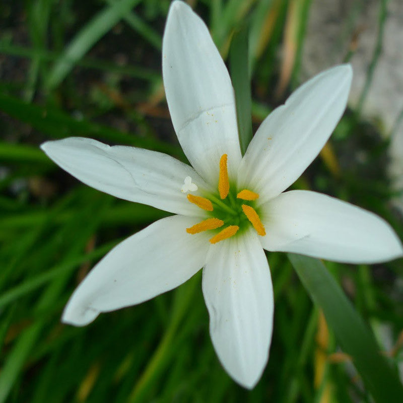 flowering plants