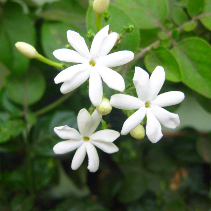 Juhi/Jasminum Auriculatum-Creepers & Climbers | Exotic Flora