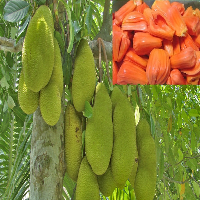 Jack Fruit Red/Red panasa (Grafted)- Fruit Plants & Tree – Exotic Flora