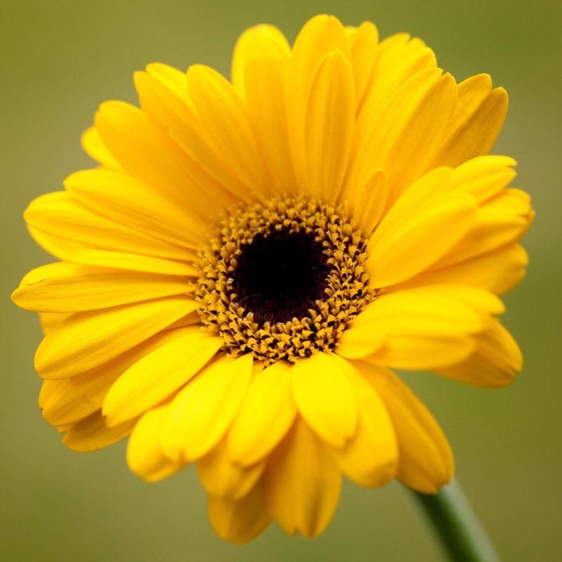 Gerbera Plant Yellow - Flowering Plants – Exotic Flora