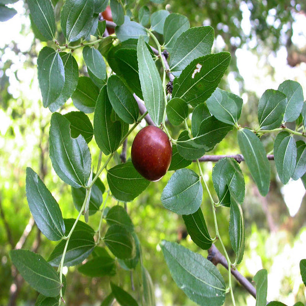 Indian Jujubee - Fruit Plants & Tree – Exoticflora