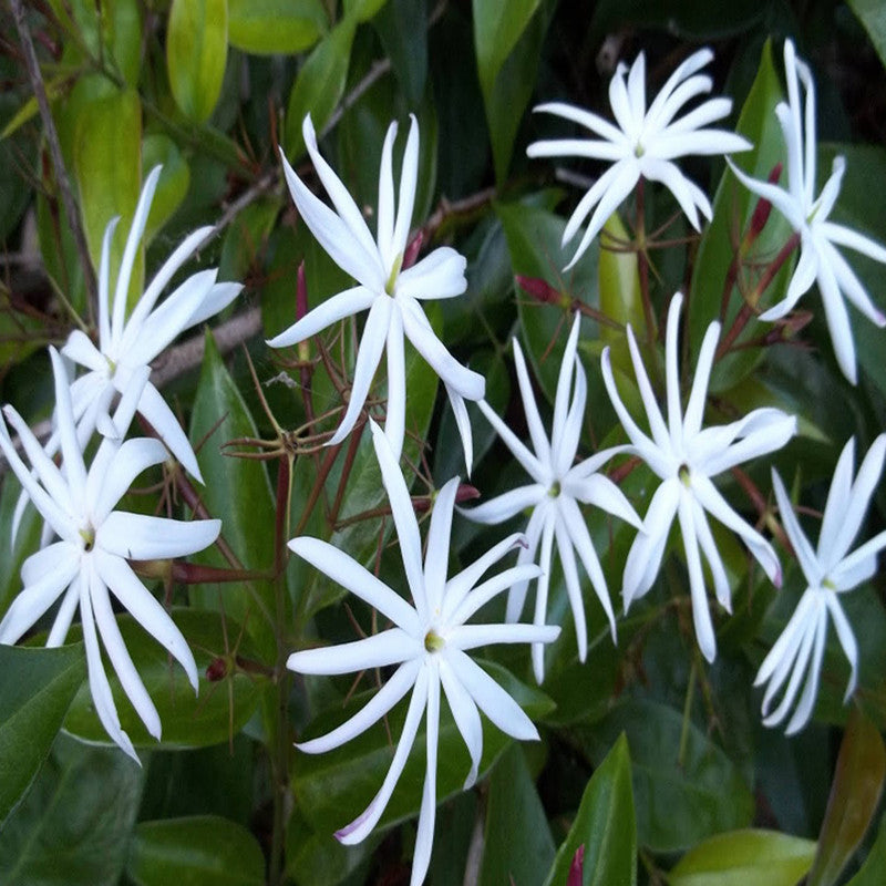 Angel wing jasmine - Creepers & Climbers