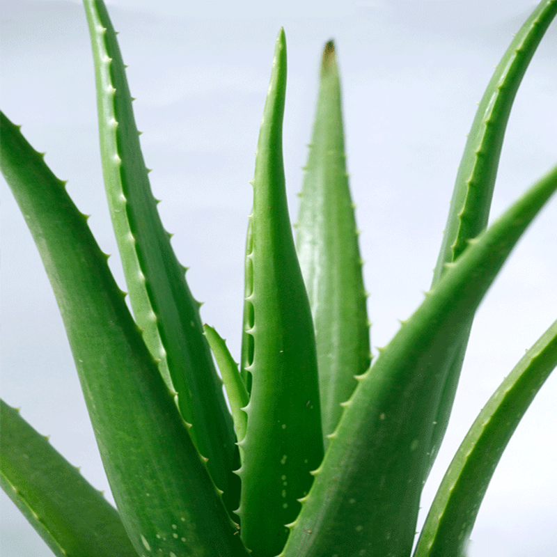 Collection 105+ Pictures aloe vera is a cactus Superb