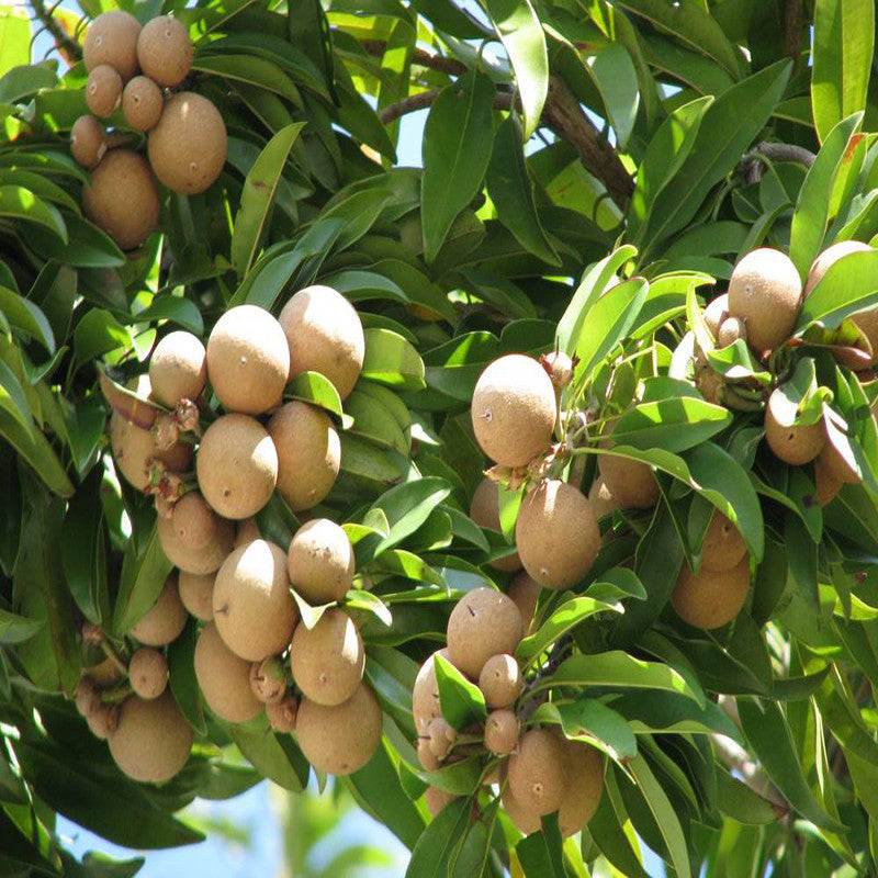 chikoo tree