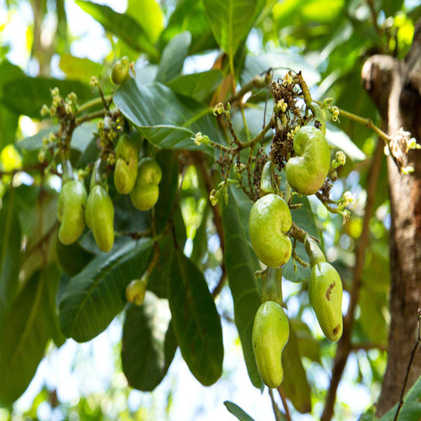cashew trees