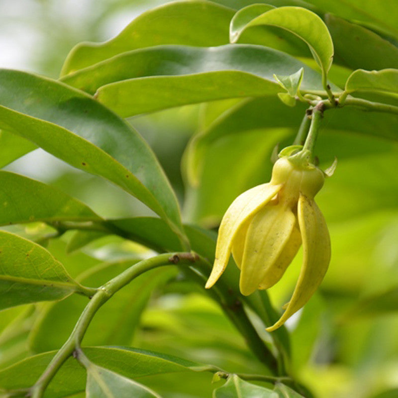 Hari Champa/Manorangini - Flowering Plants – Exotic Flora