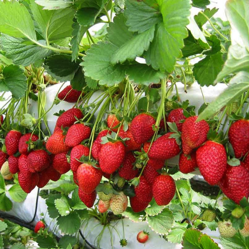 Strawberry - Fruit Plants & Tree – Exotic Flora