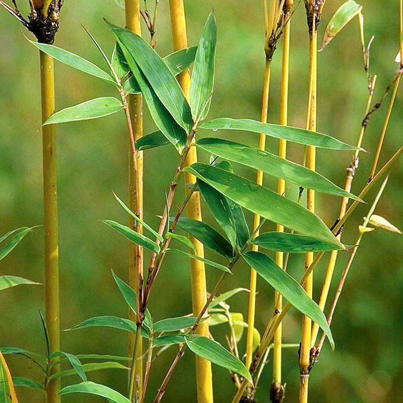 Golden Bamboo Ornamental  Shrubs Exotic Flora