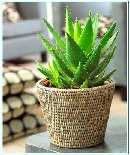 Aloe Vera - Indoor/Outdoor Plants – Exotic Flora