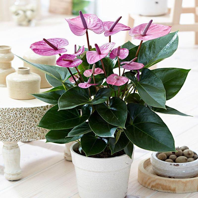 Anthurium Andreanum Violet - Gift Plants – Exotic Flora