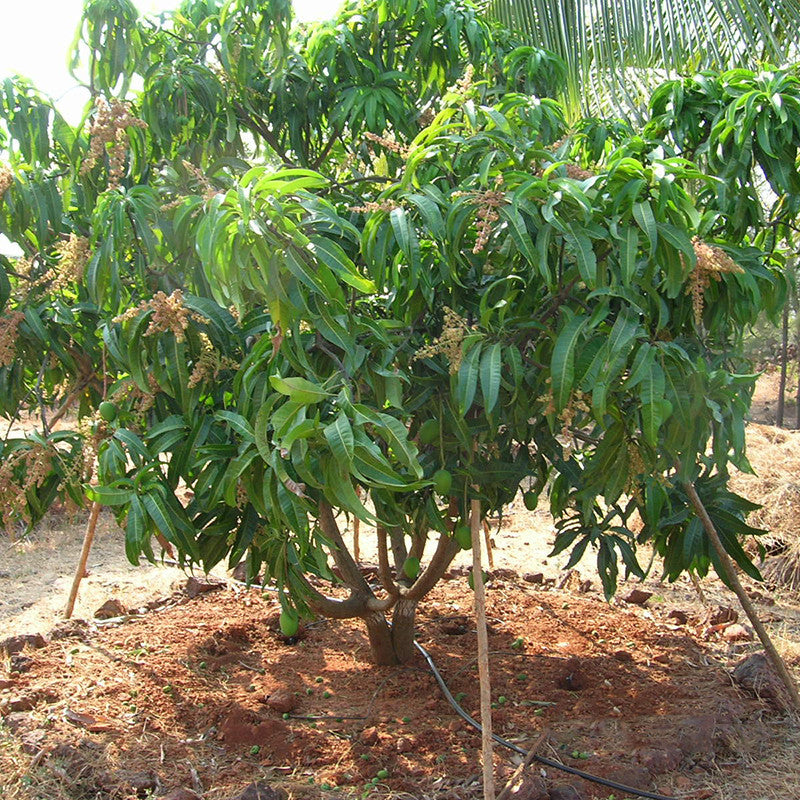 Mango Alphonso Grafted Fruit Plants And Tree – Exotic Flora