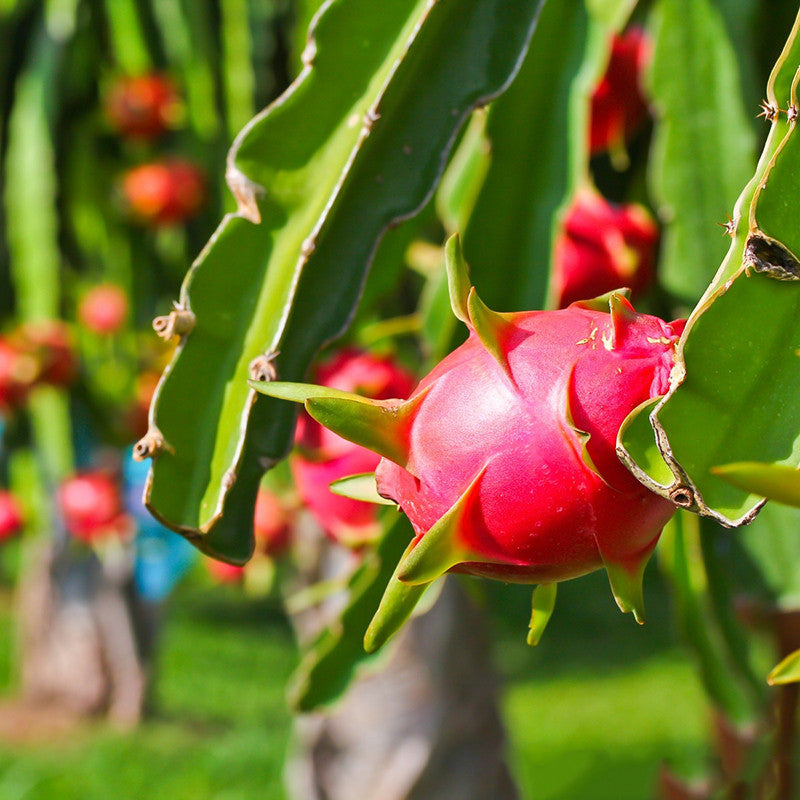 Dragon Fruit - Fruit Plants & Tree | Exotic Flora