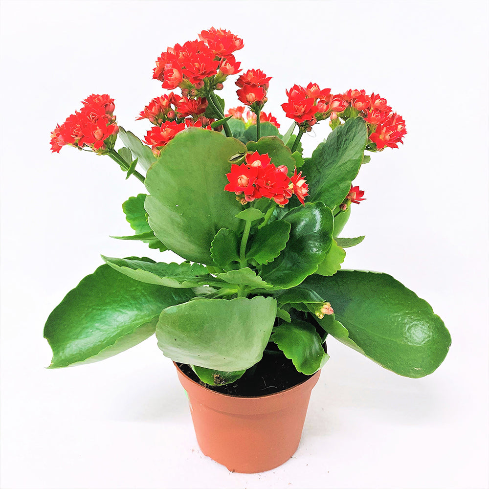 Kalanchoe Blossfeldiana Hybrida Red - GIFT PLANTS – Exotic Flora