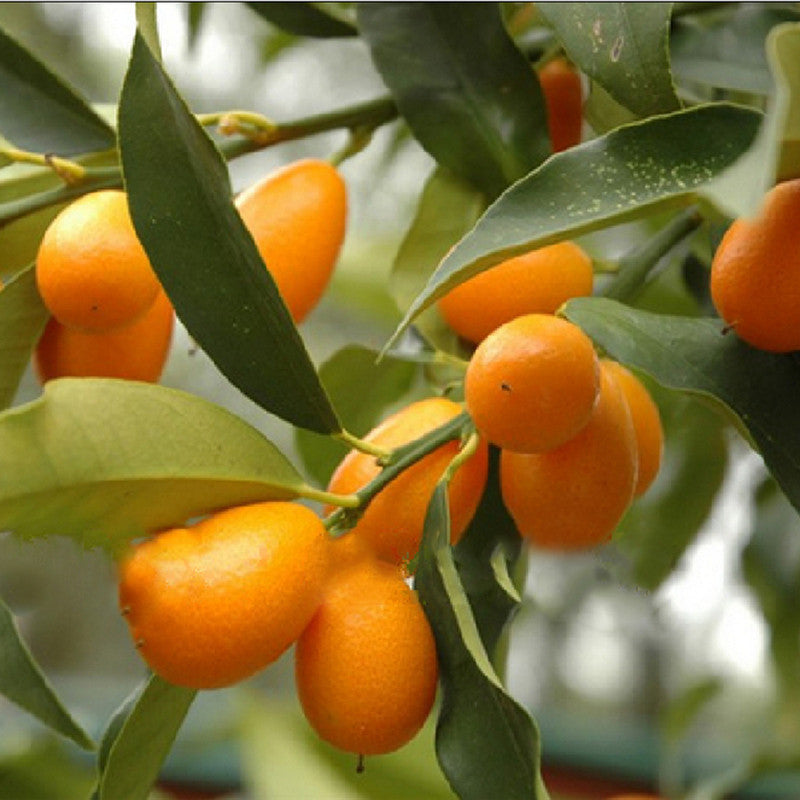 a hybrid cropit produces sweeter fruit