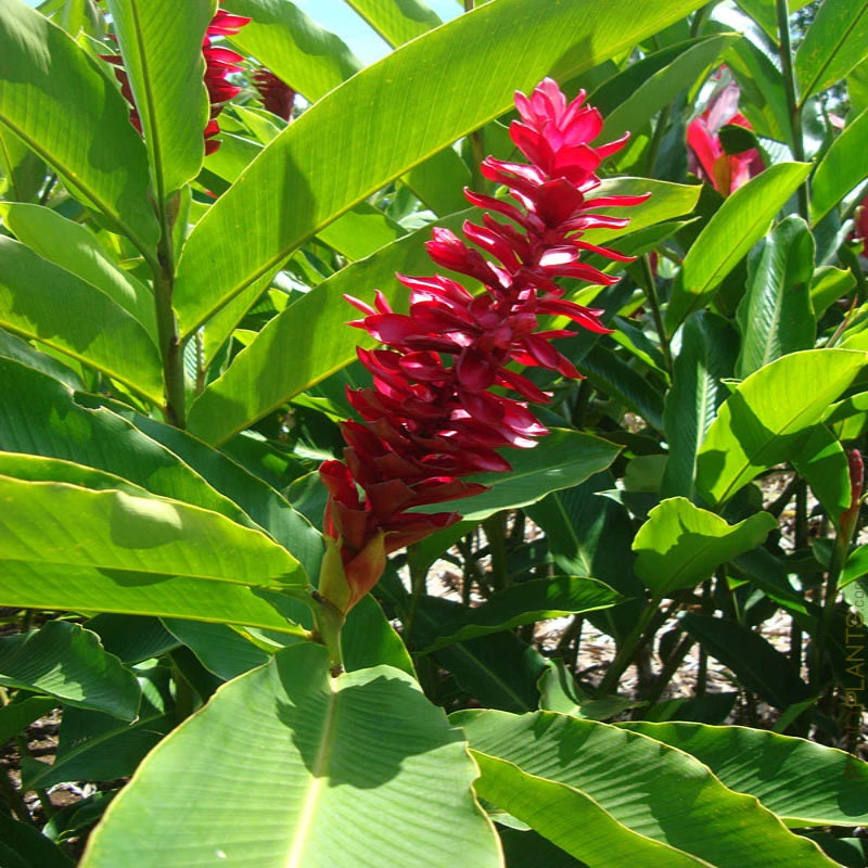 red button ginger plant indoors