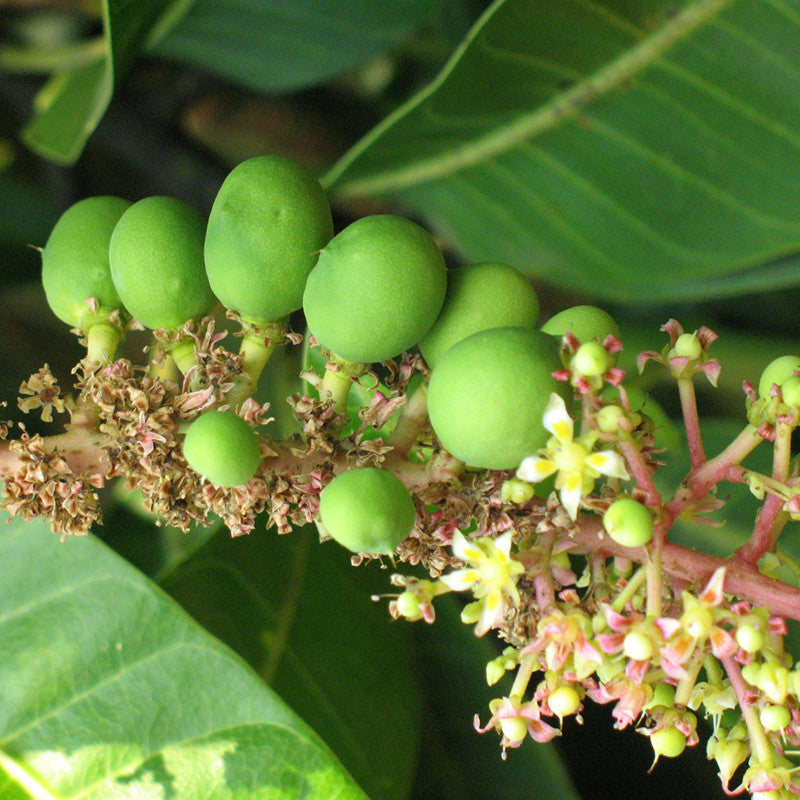 Mango Bahensha /Bangenpalli(Grafted) - Fruit Plants & Tree – Exotic Space