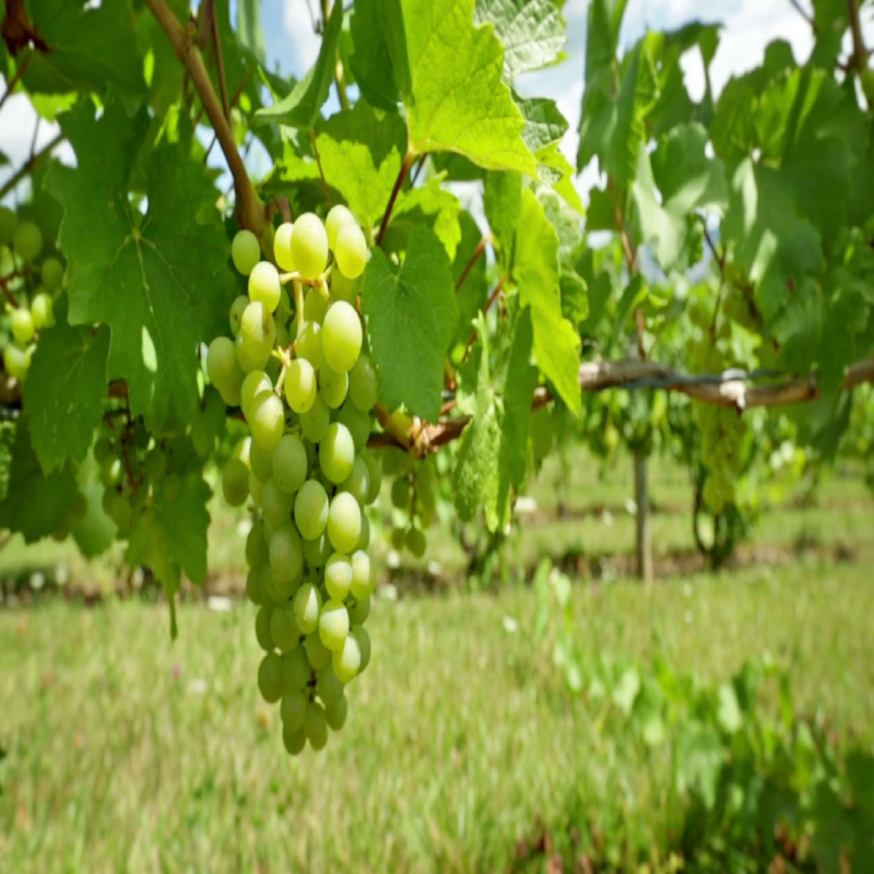 grape trees