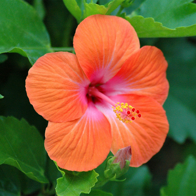 Hibiscus Orange/Goldspot - Flowering Plants – Exotic Flora