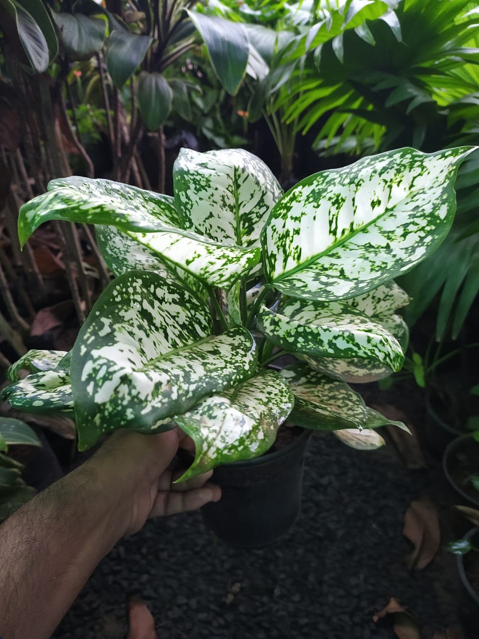 Aglaonema Snow White - Indoor Plants – Exotic Flora