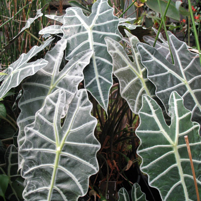 alocasia species - alocasia tiger entretien