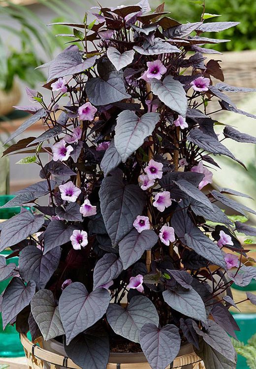Ipomoea Black Heart Vine - Creepers & Climbers – Exotic Flora