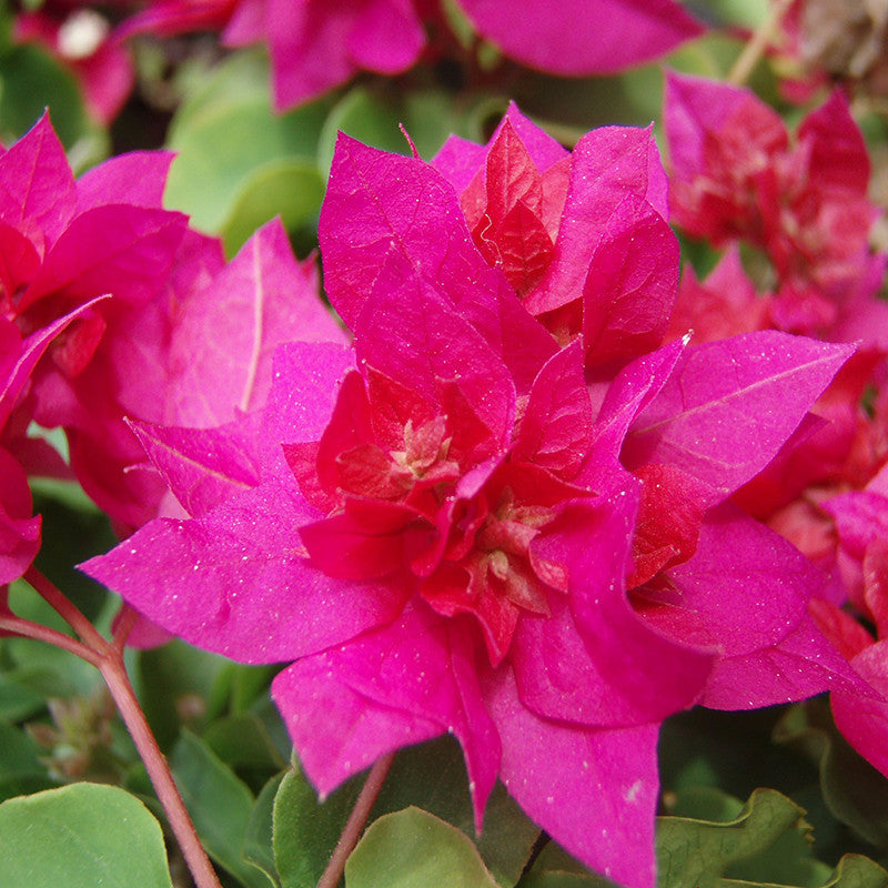 Bougainvillea Dark Pink Double - Creepers & Climbers | Exotic Flora