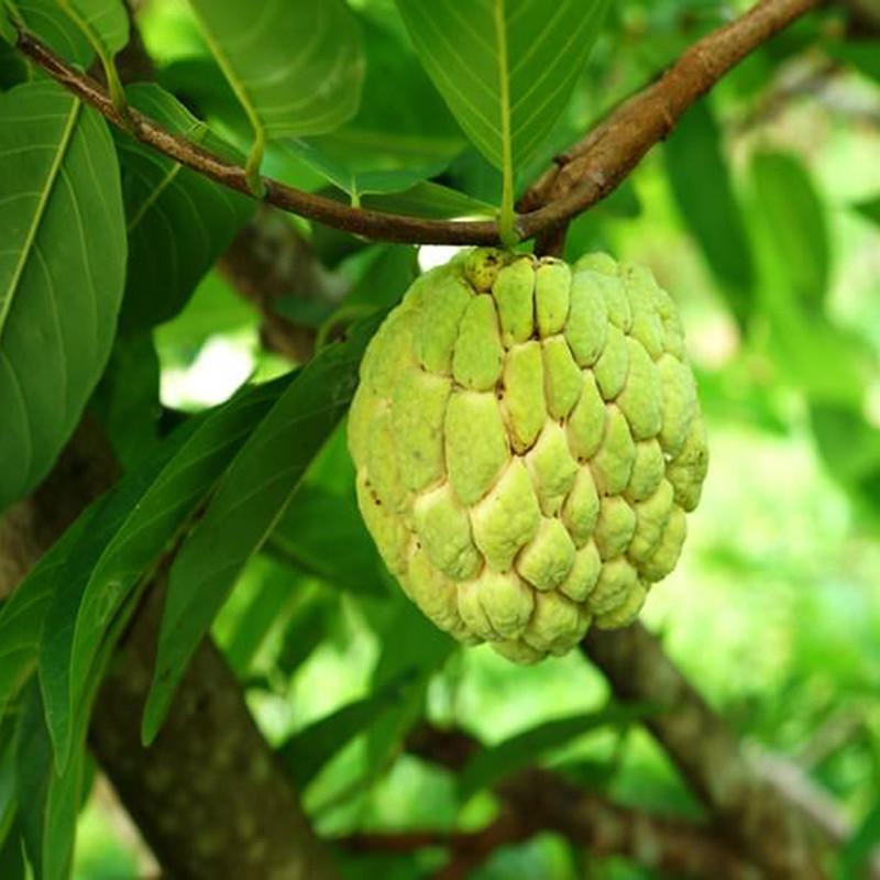 Дерево сахарное яблоко 6 букв. Аннона НОЙНА. Аннона сахарное яблоко. Custard Apple фрукт. Кремовое яблоко дерево.