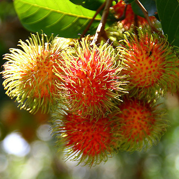 Rambutan (Grafted) - Fruit Plants & Tree – Exotic Space