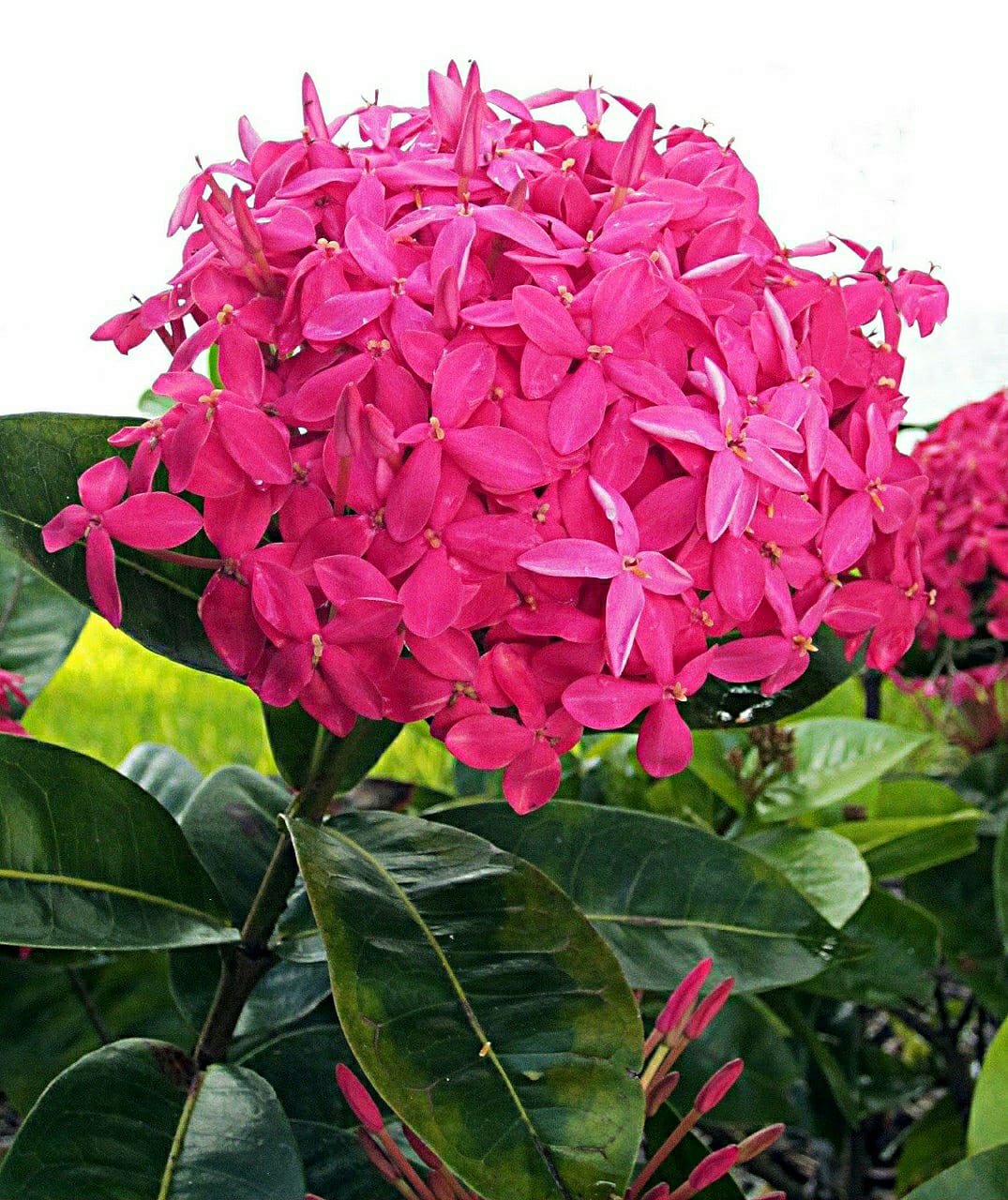 Ixora Desi Pink - Flowering Shrub – Exotic Flora