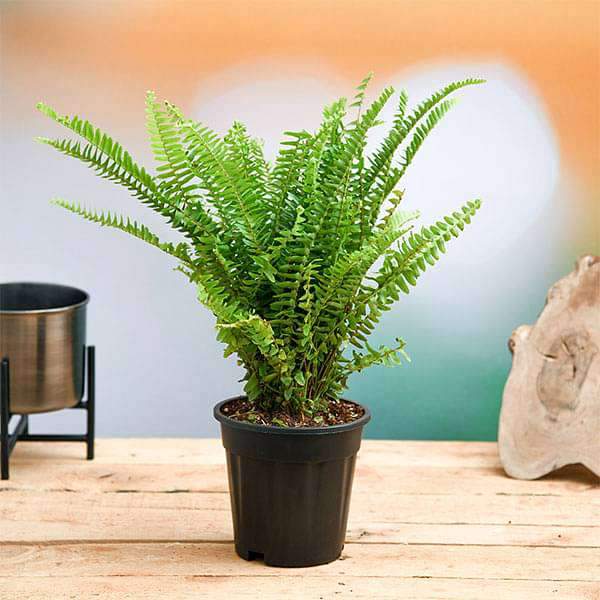 Nephrolepis House Plant