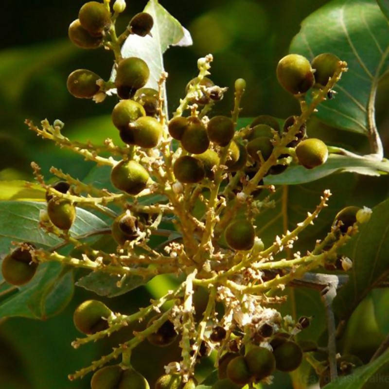 Soap Nut - Avenue Trees – Exotic Flora