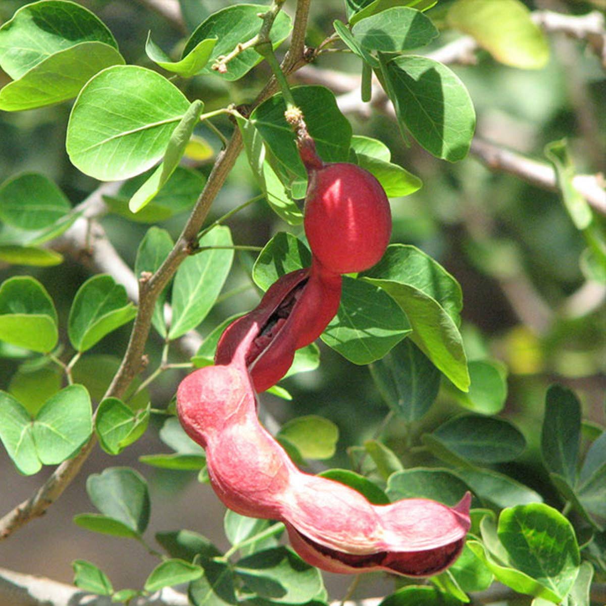 Pithecellobium Dulce Manila Tamarind Fruit Plants Tree Exotic Flora
