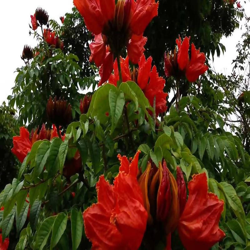 Spathodea campanulata - Flowering Trees – Exotic Flora