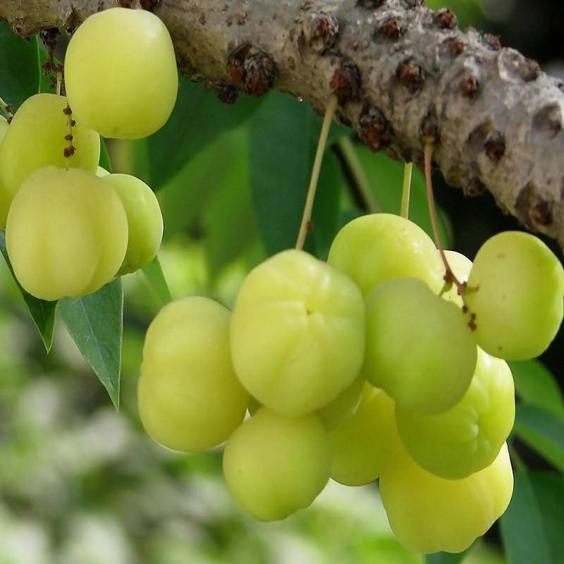 gooseberry indian hair fruit tree phyllanthus acidus plants thicker remedies naturally try want ifairer
