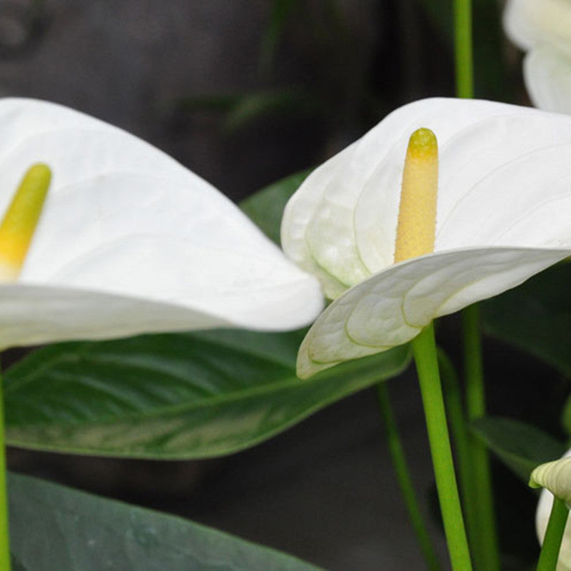 Anthurium Andreanum White - Gift Plants | Exotic Flora